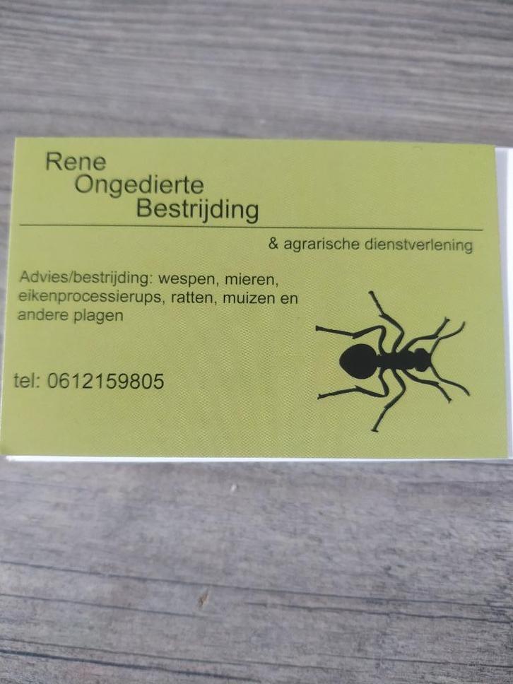 Ratten, Hobby en Vrije tijd, Overige Hobby en Vrije tijd, Ophalen of Verzenden