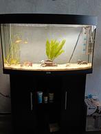 Juwel vision 180., Dieren en Toebehoren, Vissen | Aquaria en Toebehoren, Ophalen, Gebruikt, Gevuld zoetwateraquarium