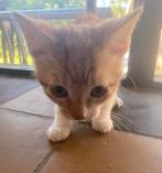 Leuke kittens, Dieren en Toebehoren, Katten en Kittens | Overige Katten, Meerdere dieren, Kortharig, 0 tot 2 jaar