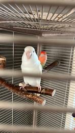 Te koop albino agapornis pop en wildkleur agapornis man, Dieren en Toebehoren, Vogels | Parkieten en Papegaaien, Meerdere dieren