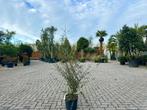 Meerstammige kurkeik - Quercus suber struik 100/120 cm, 100 tot 250 cm, Zomer, Volle zon, In pot