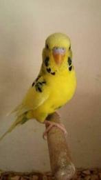 Diverse jonge gele grasparkieten te koop, Dieren en Toebehoren, Meerdere dieren, Parkiet