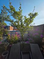 Sierboompje met vruchten, Overige soorten, Lente, 100 tot 250 cm, Ophalen