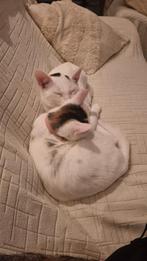 Raskatten te koop, Dieren en Toebehoren, Katten en Kittens | Raskatten | Korthaar, Meerdere dieren, 0 tot 2 jaar