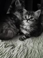 Kittens Maine Coon x Siamees x Europese Korthaar, Meerdere dieren