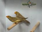 Pastel binsenastrilde - Neochmia ruficauda, Meerdere dieren, Tropenvogel, Geringd