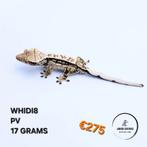 Correlophus ciliatus wimpergekko JOKERGECKOS, Hagedis, 0 tot 2 jaar