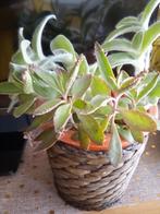 Kalanchoe plant, Huis en Inrichting, Overige soorten, Minder dan 100 cm, Halfschaduw, In pot