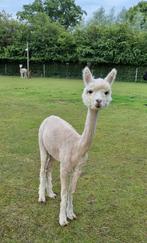 Drachtige alpaca merrie, Mei, Vrouwelijk