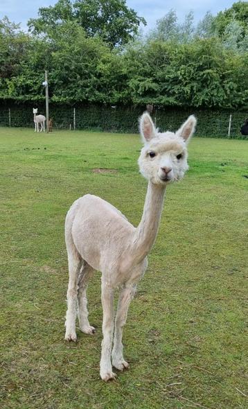 Drachtige alpaca merrie beschikbaar voor biedingen