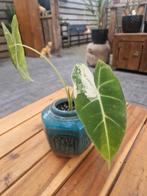 Alocasia Frydek Variegata in vintage pot, Huis en Inrichting, Kamerplanten, Ophalen, Halfschaduw, Minder dan 100 cm