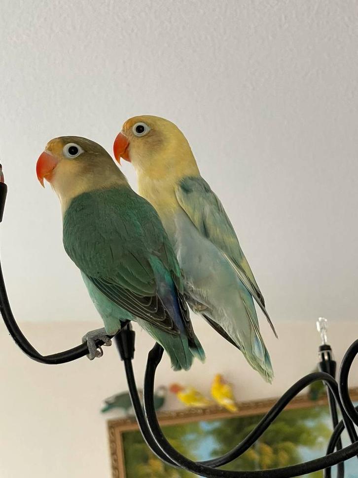 Prachtige Gezonde Agapornis Dwergpapegaai Diverse Kleuren, Dieren en Toebehoren, Vogels | Parkieten en Papegaaien, Dwergpapegaai of Agapornis