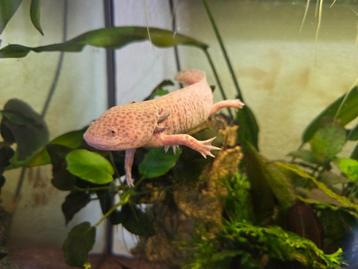 Axolotl, Axolotls ter overname beschikbaar voor biedingen