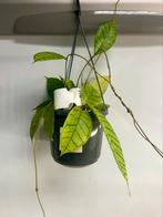 Hoya Callistophylla P15 hangplant, Ophalen of Verzenden, Overige soorten, Minder dan 100 cm
