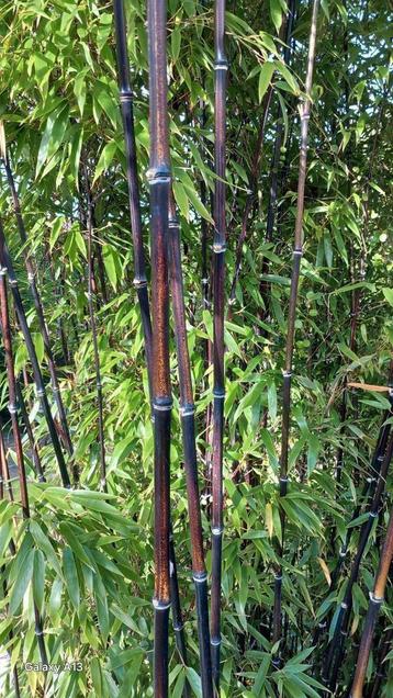 Zwarte Bamboe Planten - Diverse Maten beschikbaar voor biedingen