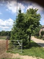 Grote kerstboom evenement school te koop, Ophalen