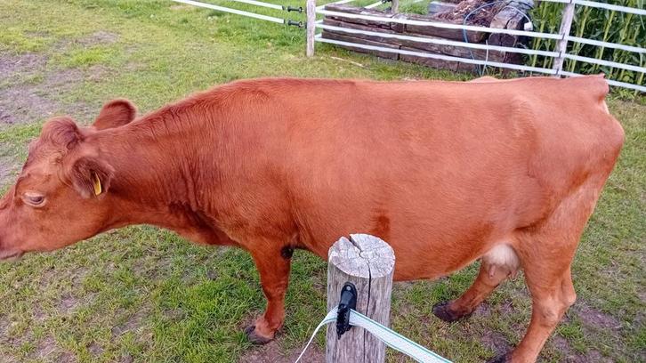 Te koop Dexter Koe, koe zeer waarschijnlijk drachtig., Dieren en Toebehoren, Overige Dieren, Meerdere dieren, Juni