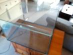 Terrarium, Dieren en Toebehoren, Reptielen en Amfibieën, Hagedis, 0 tot 2 jaar