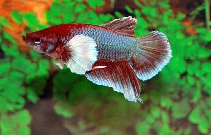 Betta - Elephant Round Tail Dumbo Ear man - Koidream Valburg, Dieren en Toebehoren, Vissen | Aquariumvissen, Zoetwatervis, Vis