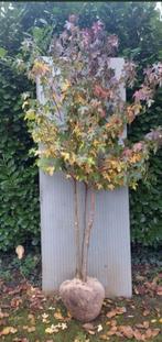 Meerstammige Amberboom, Ophalen, Bloeit niet, Volle zon, Overige soorten