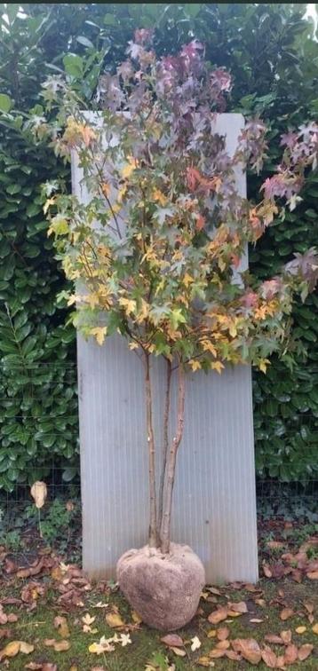 Meerstammige Amberboom beschikbaar voor biedingen