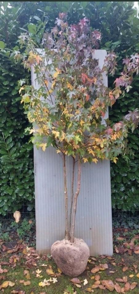Meerstammige Amberboom, Tuin en Terras, Planten | Bomen, Overige soorten, Volle zon, Bloeit niet, Ophalen