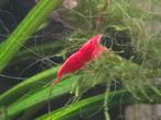 Hoge kwaliteit bloody mary garnalen neocaridina, Kreeft, Krab of Garnaal, Zoetwatervis, Schoolvis