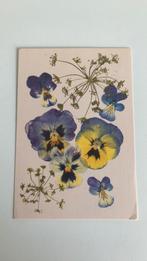 Bloemen. Violen, Ophalen of Verzenden, Gelopen, Natuur