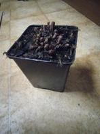 Sedum, Ophalen of Verzenden, Vaste plant, Bodembedekkers, Volle zon