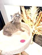 Raszuivere Britse korthaar kittens blue, Dieren en Toebehoren, Meerdere dieren, Ontwormd, 0 tot 2 jaar