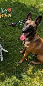 Lieve mechelse herder - 3 jaar jong, Dieren en Toebehoren, Teef, Eén hond, 3 tot 5 jaar, Herder
