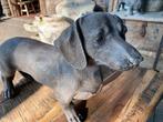 Beeld teckel nieuw. Groot!, Ophalen, Nieuw, Hond of Kat, Beeldje of Figuurtje