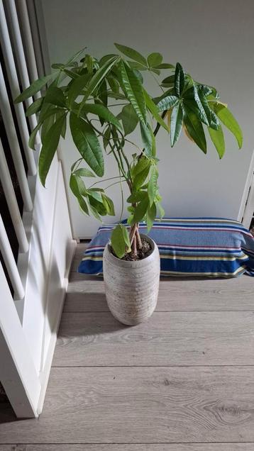 Plant met pot