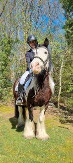 Super gave en lieve tinker Jack, Dieren en Toebehoren, Pony's, Merrie, Recreatiepony