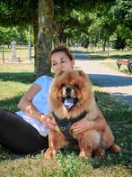Chow Chow puppies FCI, Particulier, Rabiës (hondsdolheid), 15 weken tot 1 jaar, Overige rassen