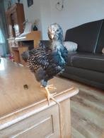 Kuikens diversen, Dieren en Toebehoren, Pluimvee, Geslacht onbekend, Kip
