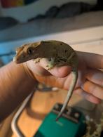 Wimpergekko vrouw, Hagedis, Tam, 0 tot 2 jaar