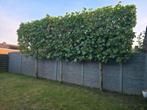Leibomen voor privacy en sfeer!, Tuin en Terras, Ophalen of Verzenden, Volle zon, Leiboom, 250 tot 400 cm