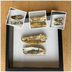 Originele oesters in lijst handgemaakt, Huis en Inrichting, Ophalen of Verzenden, Zo goed als nieuw, Hout, Minder dan 50 cm