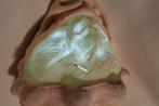 Camee Schelp Voor Lamp, Antiek en Kunst, Ophalen of Verzenden
