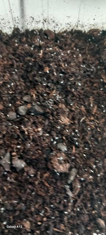 Verse start cultuur springstaartjes beschikbaar voor biedingen