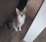 Lieve kruising Ragdoll kittens, Dieren en Toebehoren, Katten en Kittens | Overige Katten, Meerdere dieren, Kortharig, 0 tot 2 jaar