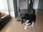 Pup reu sheltie mix zoekt thuis, Particulier, Reu, 8 tot 15 weken, Buitenland