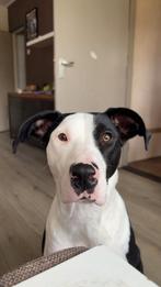 Lieve kruising Border collie/ Dogo argentino, Rabiës (hondsdolheid), 1 tot 2 jaar, Teef, Groot
