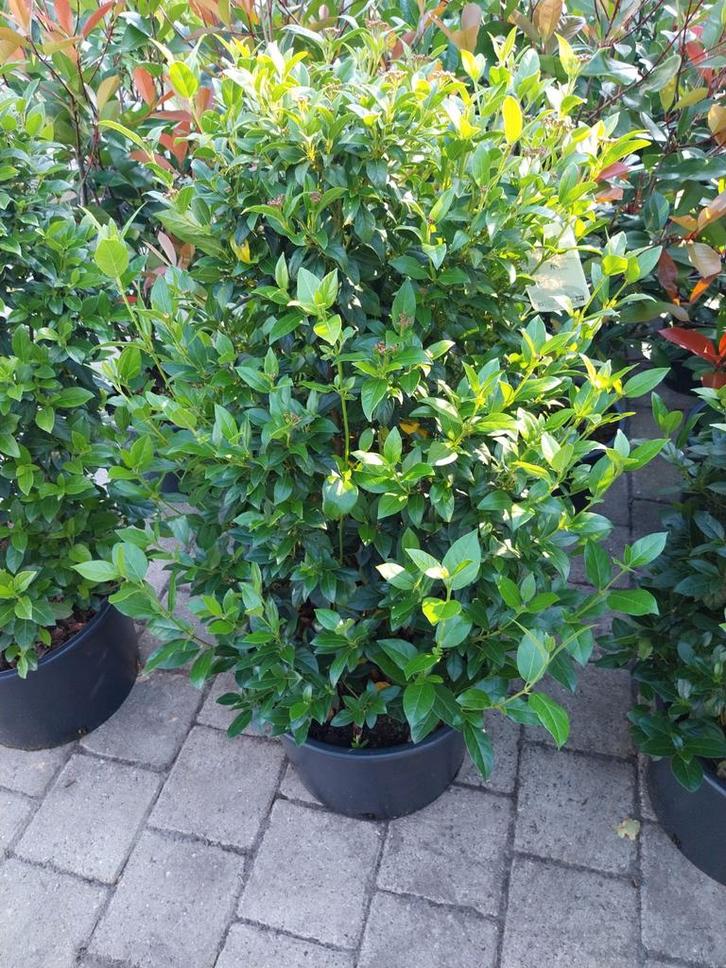 Viburnum Tinus 80-100cm - Sneeuwbal winterbloeier, Tuin en Terras, Planten | Tuinplanten, Vaste plant, Overige soorten, Halfschaduw