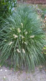 Lampepoetsersgras (Pennisetum alopecuroides), Tuin en Terras, Planten | Tuinplanten, Ophalen, Zomer, Siergrassen