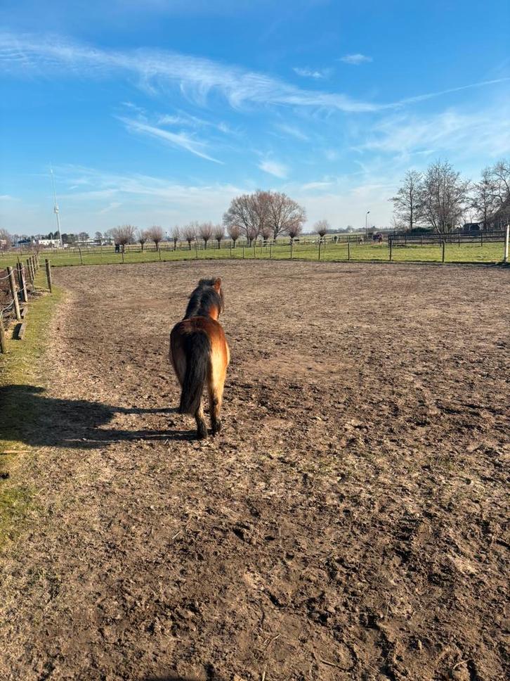 Verzorger gezocht, Dieren en Toebehoren, Stalling en Weidegang