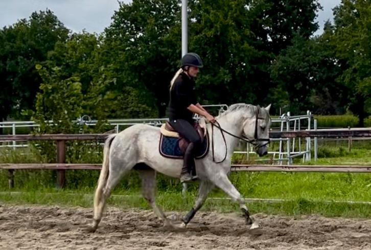 Groene getalenteerd connemara pony, Dieren en Toebehoren, Paarden, Ruin, Zadelmak, Minder dan 160 cm, 3 tot 6 jaar, Springpaard