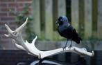Kauw op Gewei - Taxidermie, Ophalen of Verzenden, Nieuw, Vogel, Opgezet dier