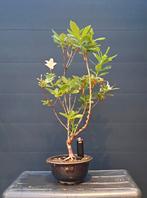 Bonsai Azalea, Ophalen of Verzenden, Zomer, Overige soorten, Halfschaduw